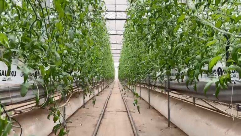 cocopeat growbag (1)