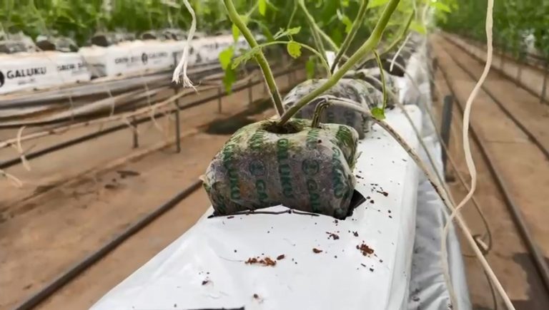 cocopeat growbag (2)