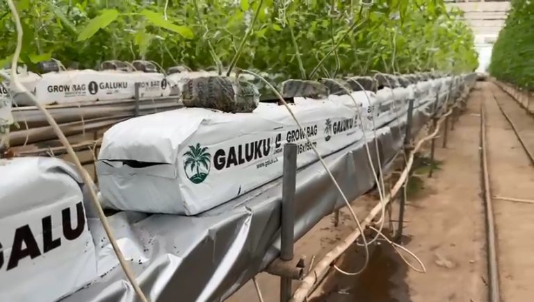 cocopeat growbag (3)