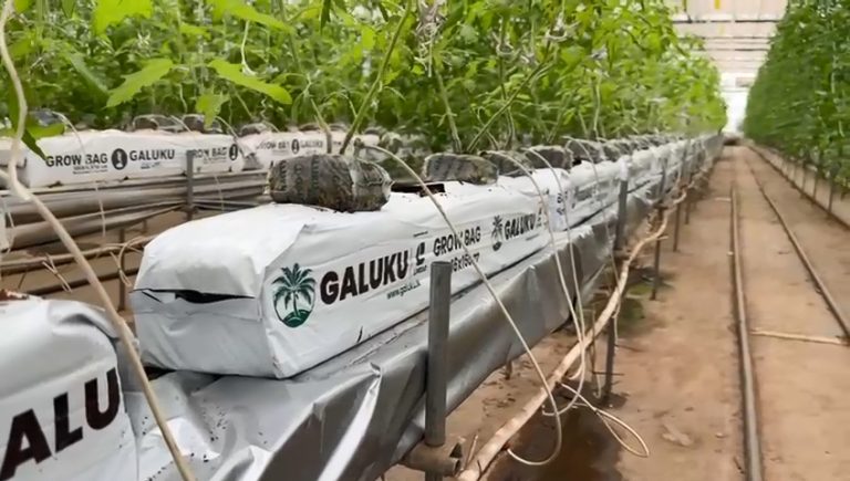 cocopeat growbag (4)
