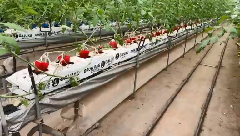 cocopeat growbag (5)