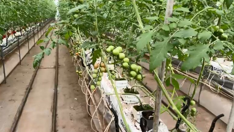 cocopeat growbag (6)